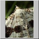 Xanthorhoe montanata - Schwarzbraunbinden-Blattspanner 02.jpg